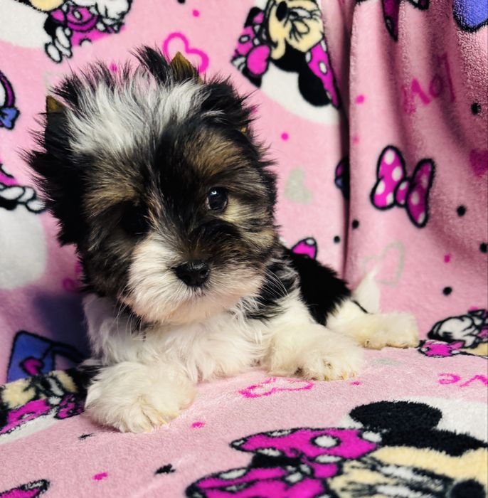 Piękna dziewczynka york biewer