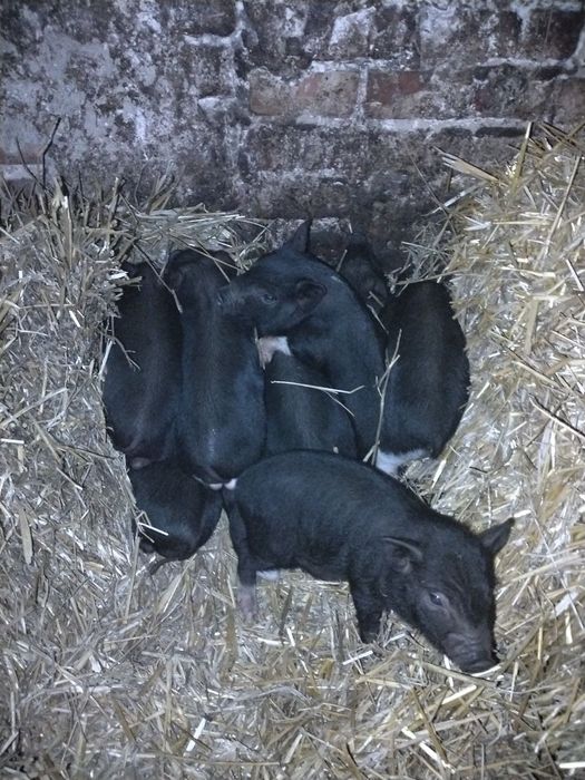 Продам в'єтнамських поросят