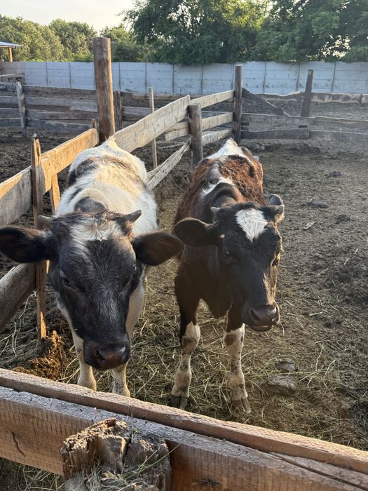 Продам бички домашні