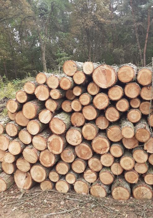 Sprzedam drzewo na opał