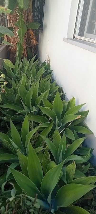 Planta de jardim - Agave -
