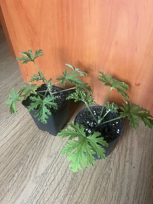 Pelargonia pachnąca, geranium 2 szt