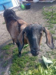 Продам породисту козочку.