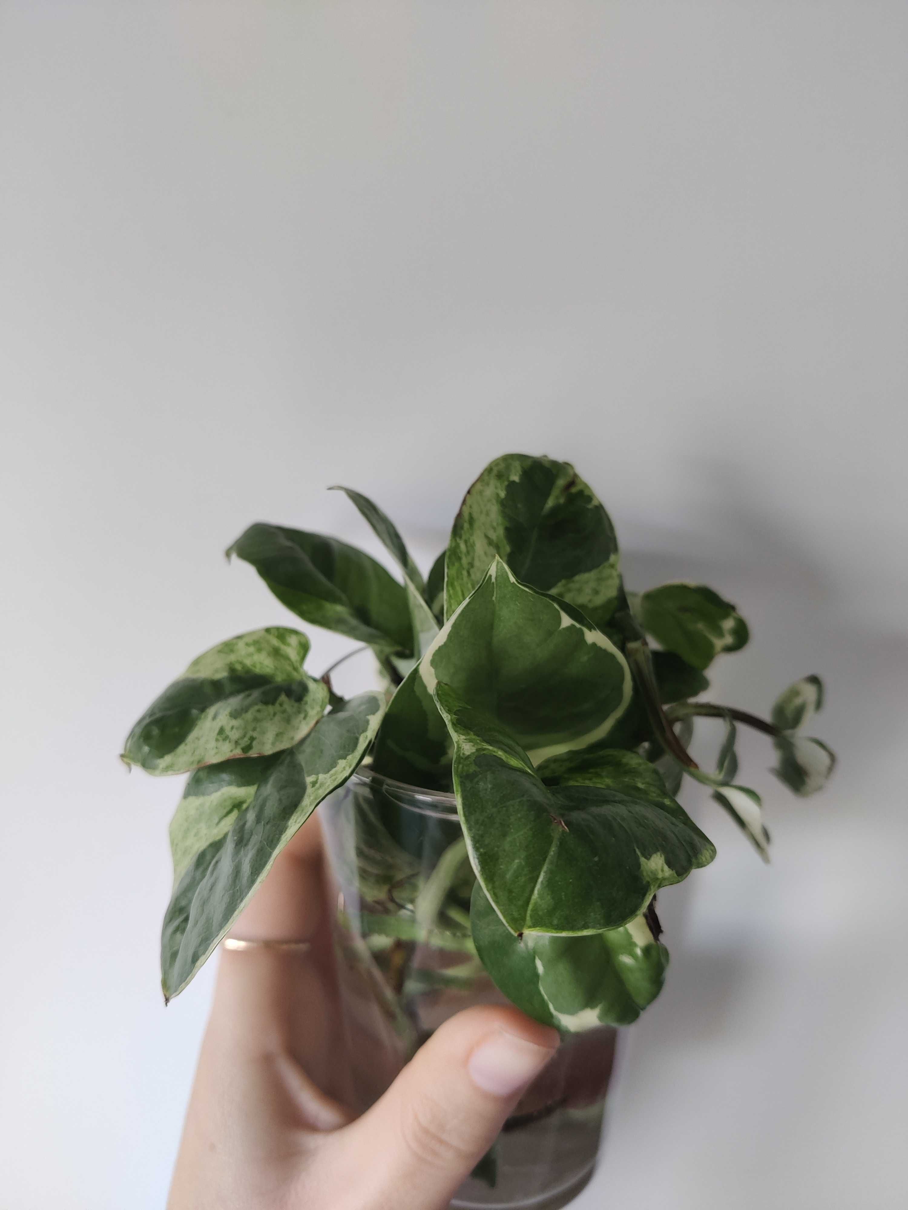 Pothos N'joy (fresh cuttings)