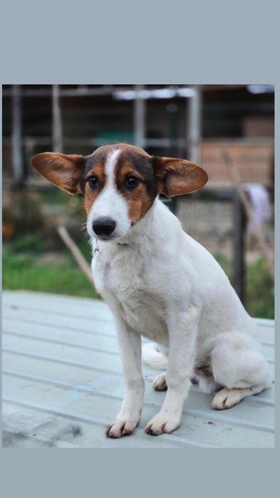 Отдам пса-компаньона, 7 месяцев, кастрирован, привит