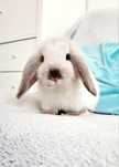 Karzełek baranek - Mini Lop