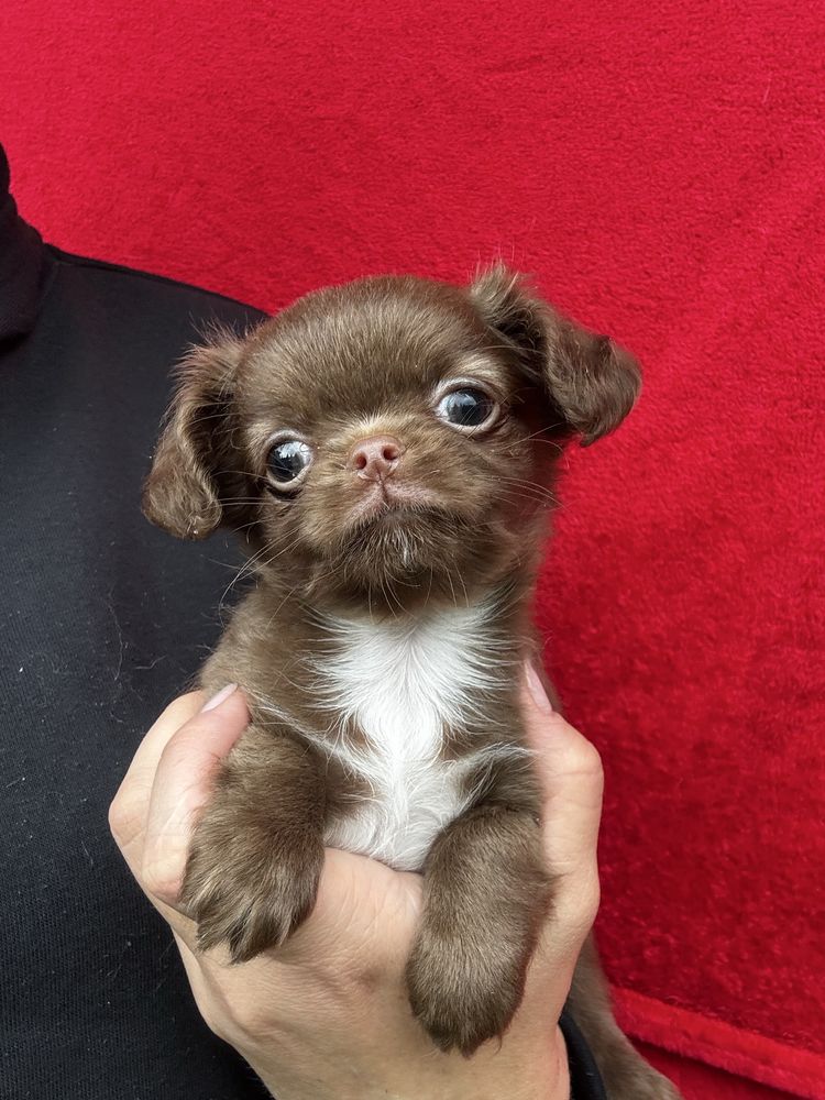 Długowłosy chihuahua brązowo-biały