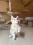 Kotka Maine Coon rudy ze srebrem