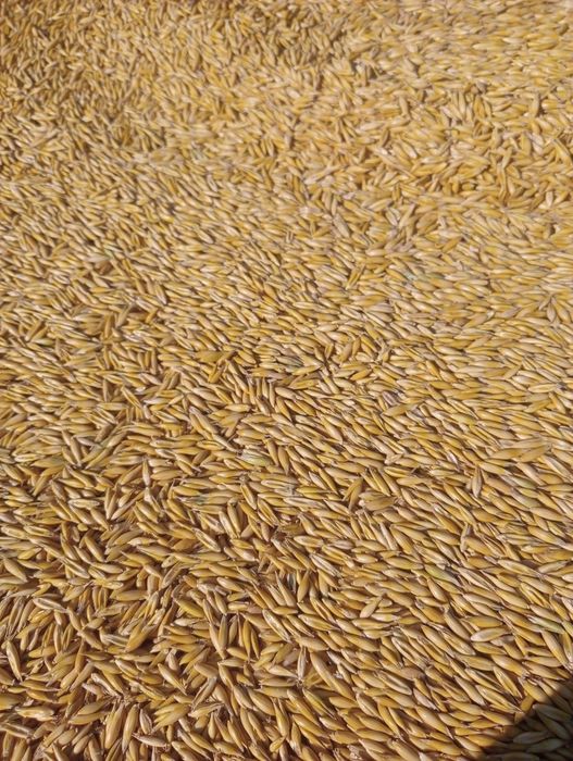 Pszenica dla drobiu na mąkę (rok po centrali)itp.