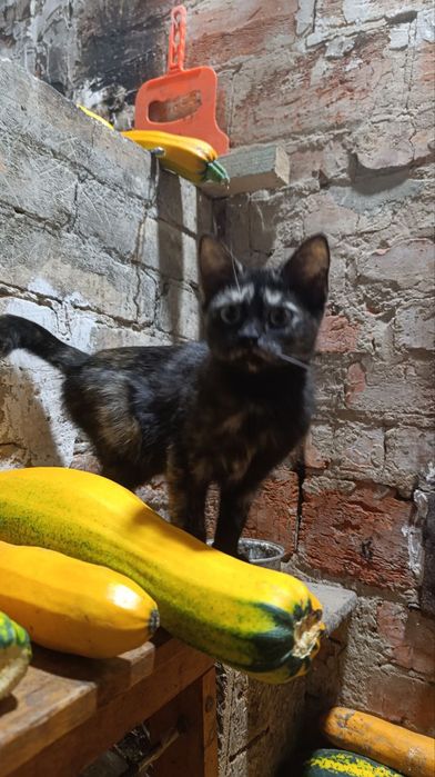 Безкоштовно кошенят віддаємо.