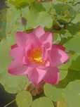 Sementes de lótus sagrado da índia (Nelumbo nucifera)