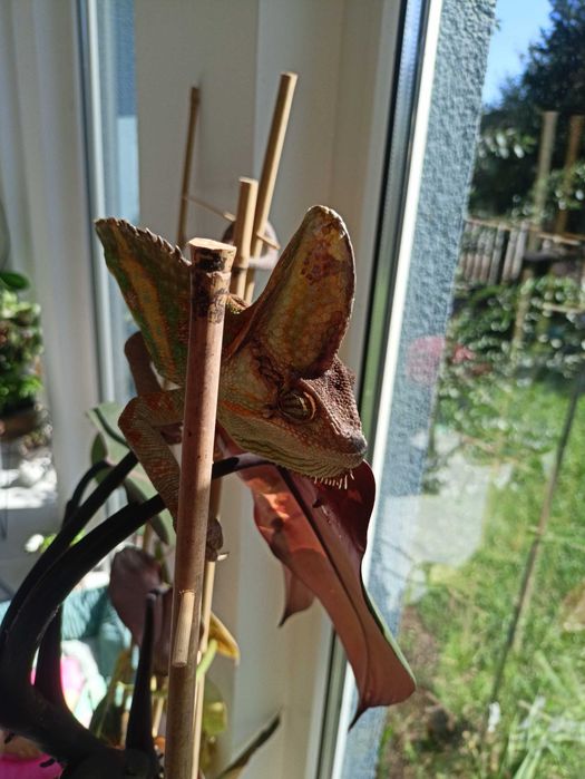 Jaszczurka z dwoma terrariami oraz foggerem