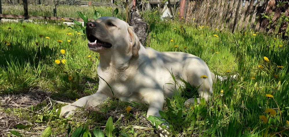 Вязка лабрадора !!!