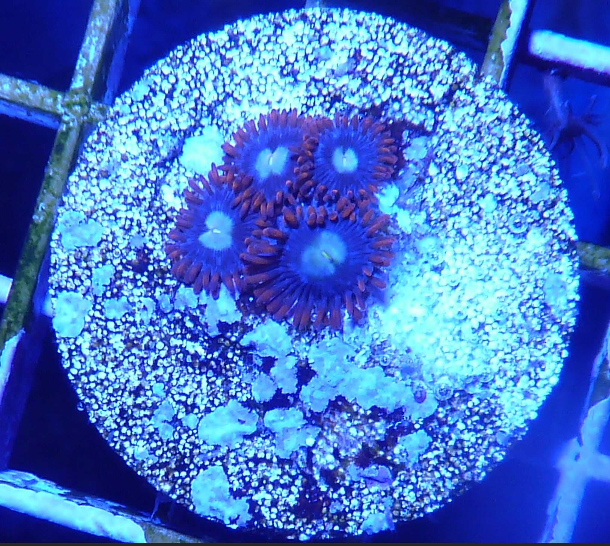 Zoanthus zoa Punk Rocker Zoas 3polipow akwarium morskie