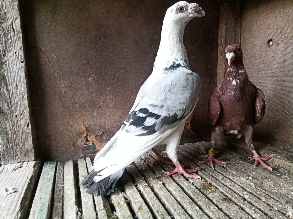 Staropolskie gołębie