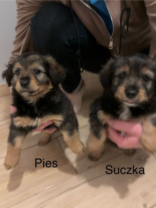Szczeniaki do oddania