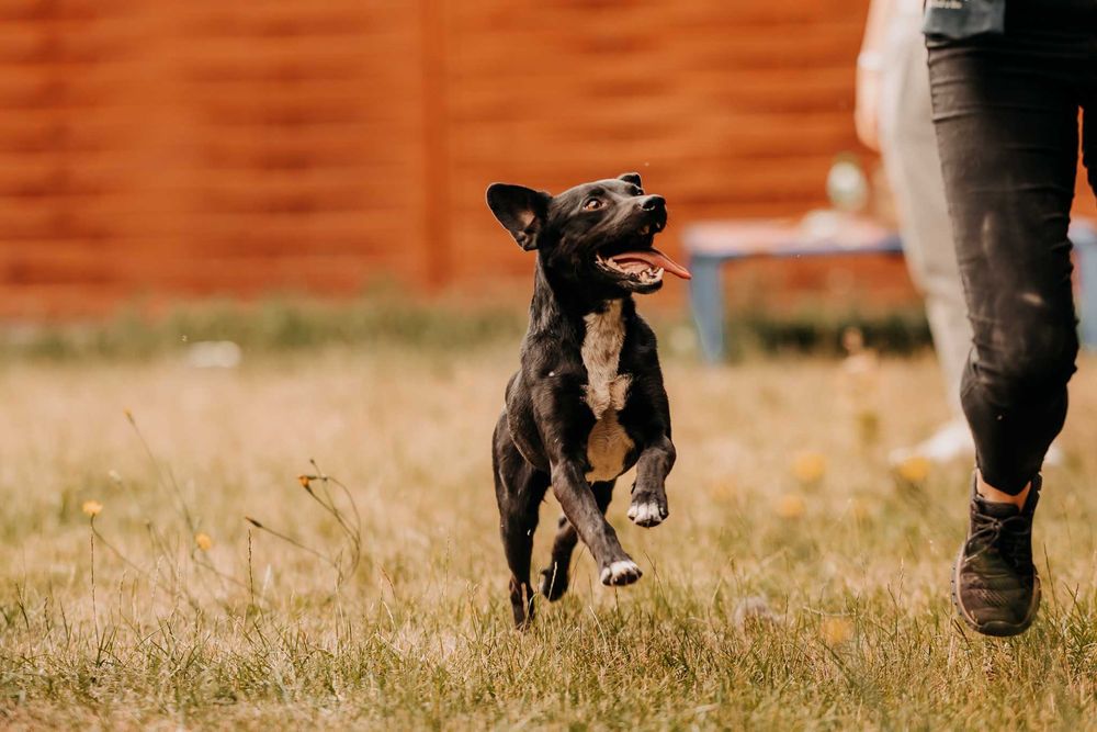 Bajtek - psiak gotowy na nowe przygody u Twojego boku :)