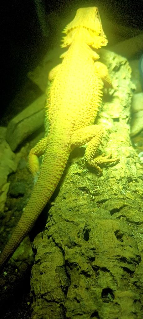 Agama brodata samiczka