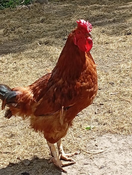 Молодий червоний півень недорого