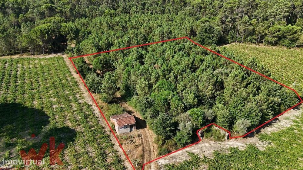 Terreno com + de 3.000m2 com barracão