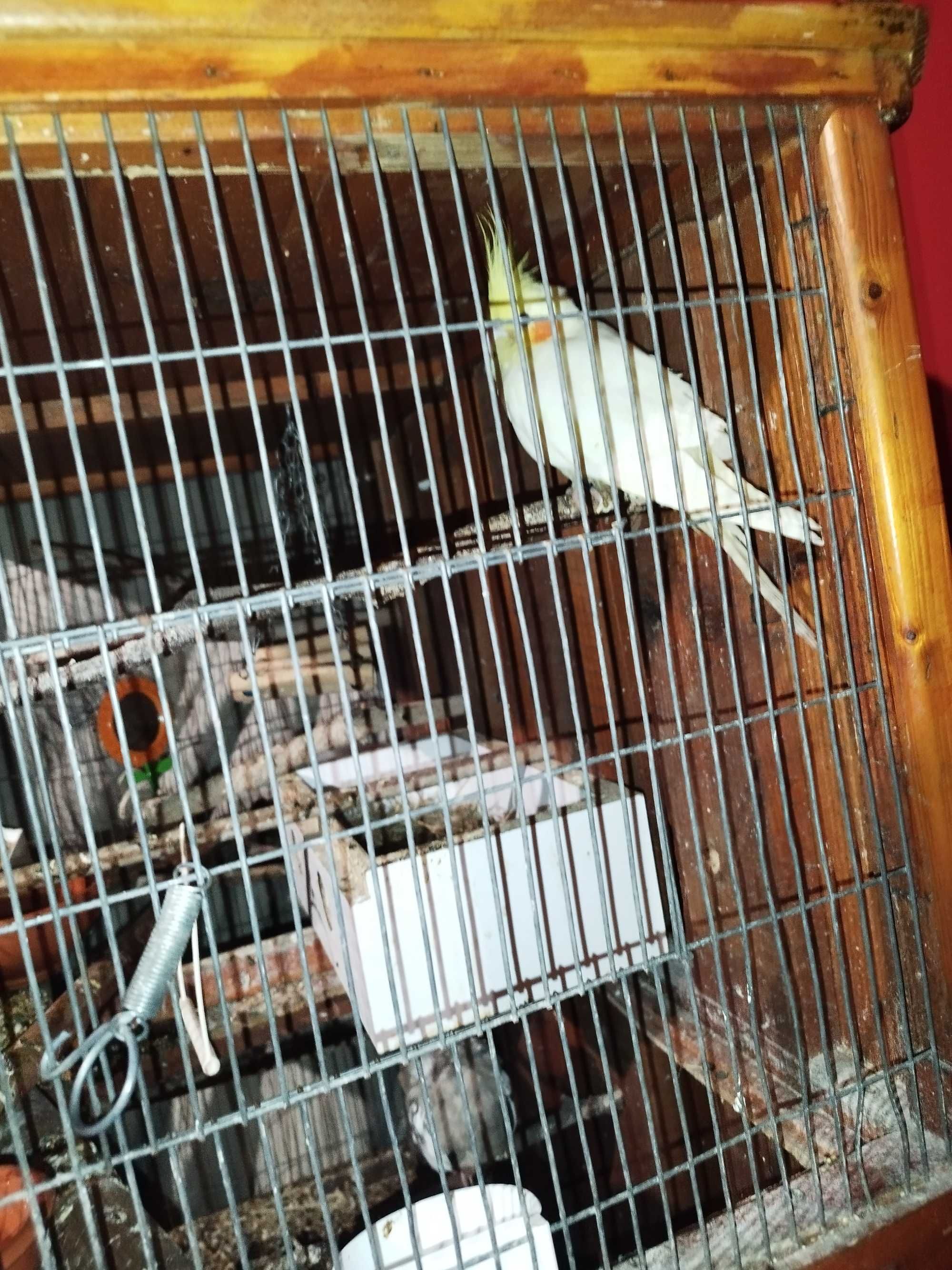 viveiro De Criação Aves