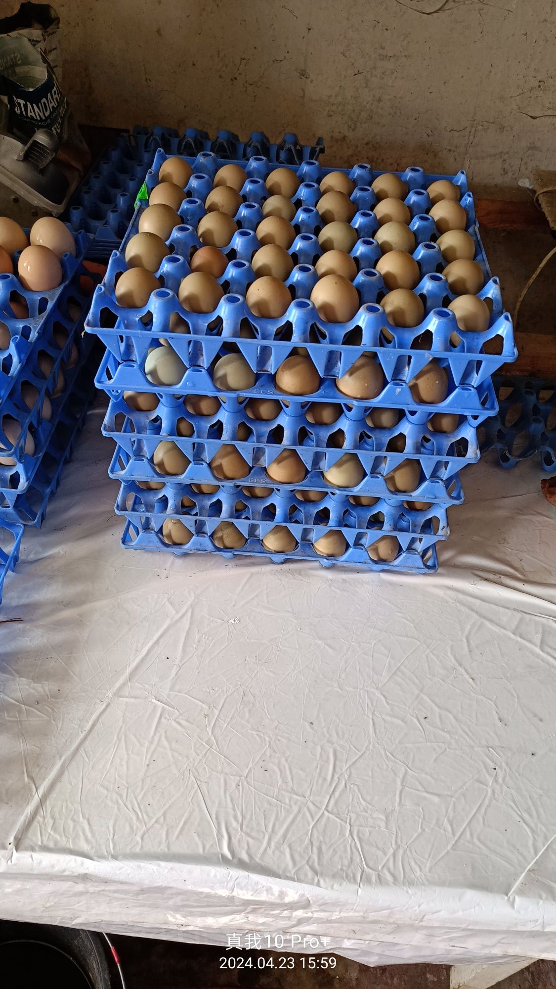 Инкубационное яйцо фазана .