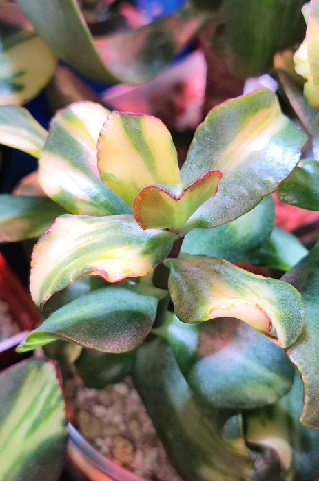 Крассула овата. Денежное дерево. Crassula.