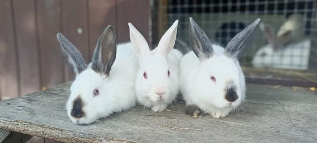 Кролики породисті Каліфорнія Термунці