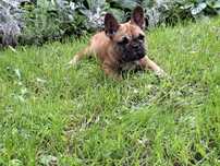 buldog francuski