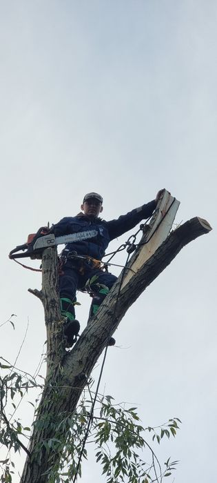 Арбористика. Спил дерев. Видалення пнів і аврійних дерев.