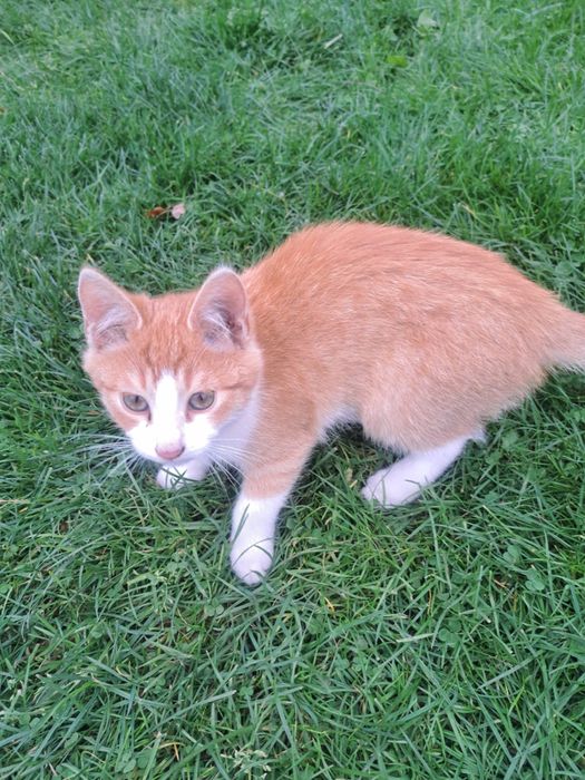 Oddam kotki za darmo