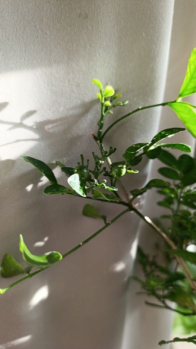 Мурайя з плодами