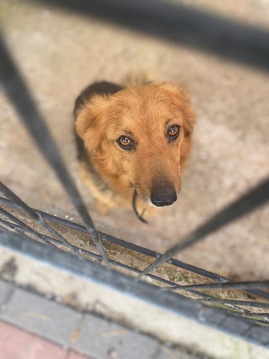 Te psiaki czekają na domy tymczasowe - pomóż!