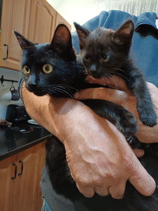 4 śliczne kociaki szukają domu