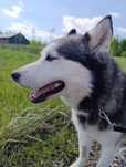 Aria w typie husky szuka świadomego domu