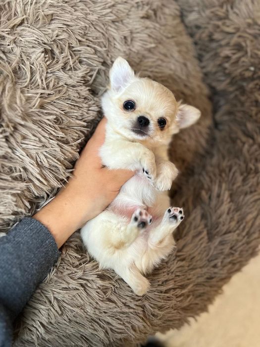 CHIHUAHUA, chłopczyk, mini, prawdziwy rodowód ZKwP FCI