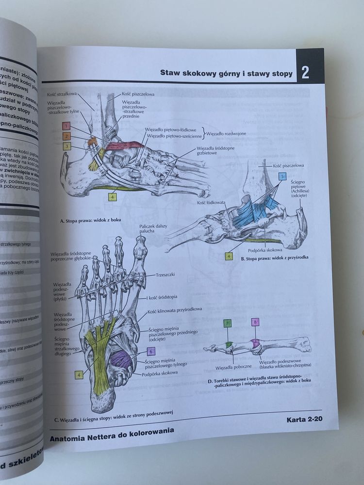 Anatomia Netter do kolorowania