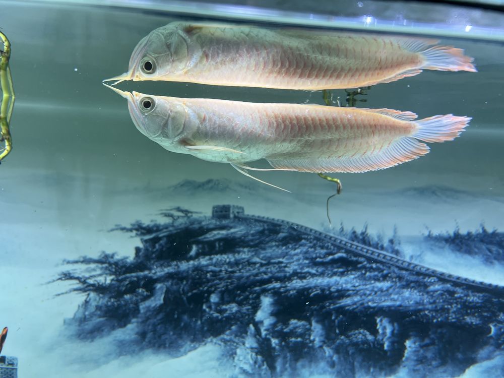 Arowana albino 20cm+