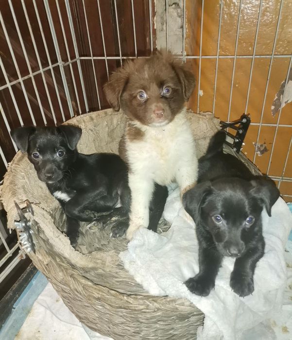 Mini szczenieta szukają domku