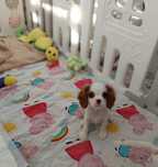 Cavalier King Charles spaniel