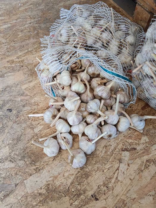 Czosnek Harnaś 30 sztuk 5,0 cm przesyłka OLX Tanio!