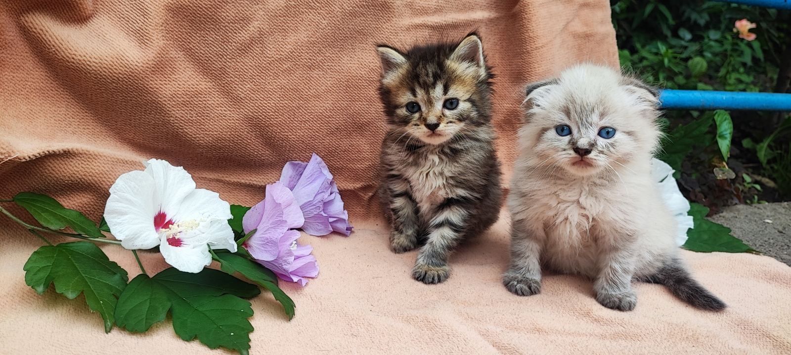 Кошеня. Котик. Кішка.