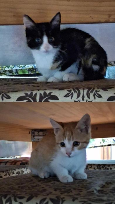 Dá-se gatinhos bebés