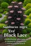 Poznaj Sambucus nigra 'Eva' BLACK LACE HIT !!!