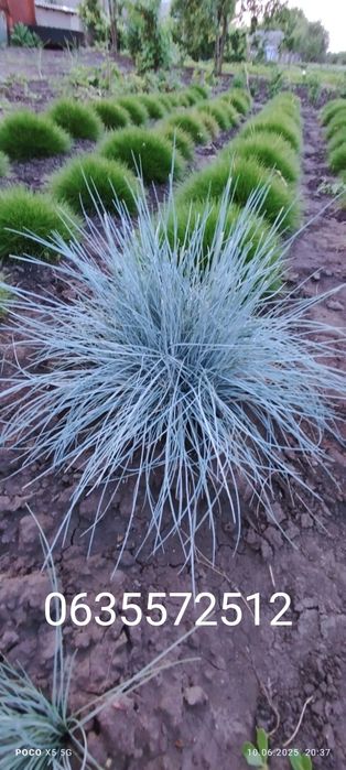 Вівсянниця Блю (блакитна)