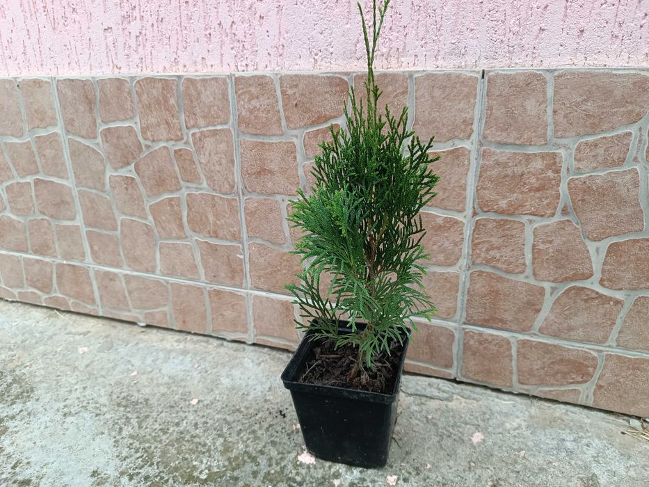 Туя Смарагд (Smaragd) в контейнере 1.5 литра