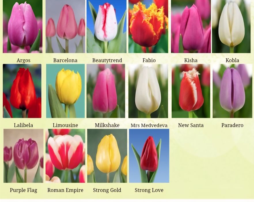 Луковицы тюльпанов и гиацинтов НА ВЫГОНКУ и НА КЛУМБУ