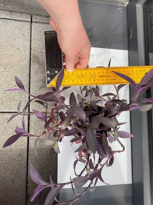 Tradescantia Pallida Purple queen, Wandering Dude, Purple Heart
