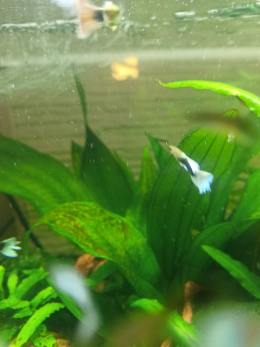 Rośliny akwariowe żabienica plus mech