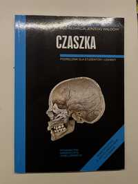 Czaszka anatomia prawidlowa czlowieka